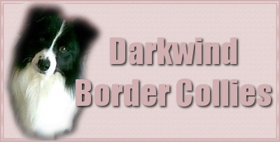 Darkwind Border Colllies ~ Home of World Champion Darkwind's Johnny Angel. 