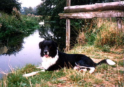 Buddy at two years of age while we lived in England.