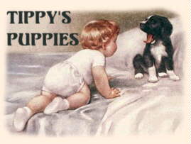 Tippy's Puppies!