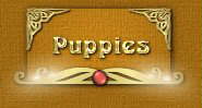 Visit our darling new puppies