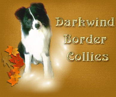 Welcome to Darkwind Border Collies