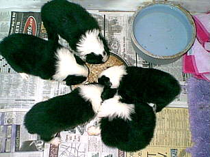 Puppies chowing down--almost 4 weeks old!